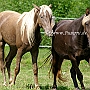 Rocky_ Mountain_ Horse_ 3(27)